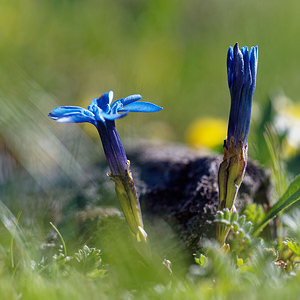 Gentiana verna (Gentianaceae)  - Gentiane printanière - Spring Gentian Coni [Italie] 26/06/2019 - 2740m