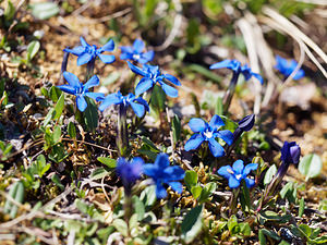 Gentiana verna (Gentianaceae)  - Gentiane printanière - Spring Gentian Provincia di Trento [Italie] 29/06/2019 - 2240m