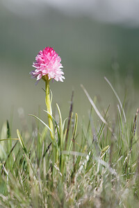 Gymnadenia nigra subsp. corneliana (Orchidaceae)  - Gymnadénie de Cornélia, Nigritelle de Cornélia, Nigritelle rose Hautes-Alpes [France] 24/06/2019 - 2030m