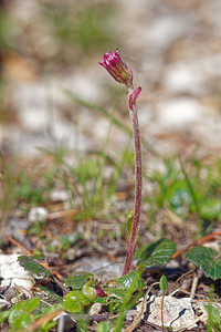 Homogyne alpina (Asteraceae)  - Homogyne des Alpes - Purple Colt's-foot Haut-Adige [Italie] 30/06/2019 - 2160m