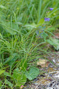 Horminum pyrenaicum (Lamiaceae)  - Hormin des Pyrénées, Horminelle Brescia [Italie] 27/06/2019 - 590m