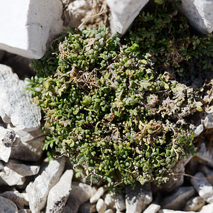 Hornungia alpina (Brassicaceae)  - Hornungie des Alpes, Hutchinsie des Alpes, Passerage des Alpes, Pritzélago des Alpes Provincia di Trento [Italie] 29/06/2019 - 2910m