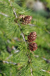 Larix decidua (Pinaceae)  - Mélèze d'Europe, Pin de Briançon, Mélèze décidu - European Larch Hautes-Alpes [France] 24/06/2019 - 1740m