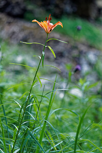 Lilium bulbiferum var. croceum (Liliaceae)  - Lis safrané, Lis faux safran Provincia di Trento [Italie] 27/06/2019 - 820m