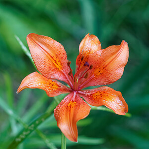 Lilium bulbiferum var. croceum (Liliaceae)  - Lis safrané, Lis faux safran Provincia di Trento [Italie] 27/06/2019 - 820m