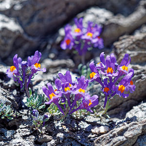 Linaria alpina (Plantaginaceae)  - Linaire des Alpes Coni [Italie] 26/06/2019 - 2630m