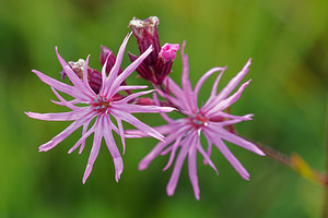 Lychnis flos-cuculi (Caryophyllaceae)  - Lychnide fleur-de-coucou, Lychnis fleur-de-coucou, Fleur-de-coucou, oeil-de-perdrix Ain [France] 22/06/2019 - 850m