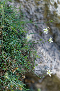 Moehringia ciliata (Caryophyllaceae)  - Moehringie ciliée, Sabline ciliée Brescia [Italie] 27/06/2019 - 700m