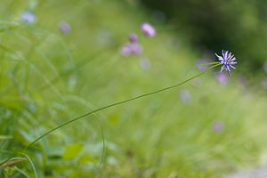 Phyteuma scheuchzeri (Campanulaceae)  - Raiponce de Scheuchzer - Oxford Rampion Brescia [Italie] 27/06/2019 - 590m