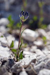 Phyteuma sieberi (Campanulaceae)  - Raiponce de Sieber Haut-Adige [Italie] 30/06/2019 - 2170m