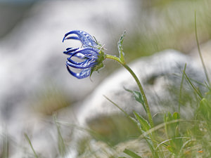 Phyteuma sieberi (Campanulaceae)  - Raiponce de Sieber Haut-Adige [Italie] 30/06/2019 - 2220m