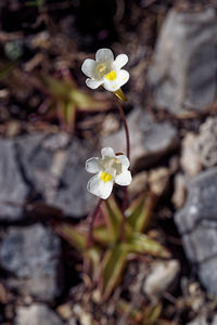 Pinguicula alpina (Lentibulariaceae)  - Grassette des Alpes - Alpine Butterwort Hautes-Alpes [France] 25/06/2019 - 2200m