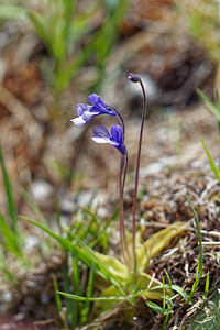 Pinguicula reichenbachiana (Lentibulariaceae)  - Grassette de Reichenbach Coni [Italie] 26/06/2019 - 2070m