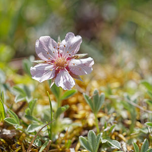 Potentilla nitida (Rosaceae)  - Potentille luisante, Potentille brillante Haut-Adige [Italie] 30/06/2019 - 2190m