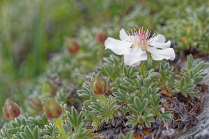 Potentilla nitida (Rosaceae)  - Potentille luisante, Potentille brillante Provincia di Trento [Italie] 30/06/2019 - 2290m