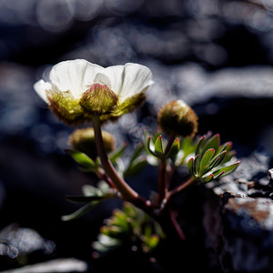 Ranunculus glacialis (Ranunculaceae)  - Renoncule des glaciers Hautes-Alpes [France] 26/06/2019 - 2700m