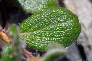 Salix reticulata (Salicaceae)  - Saule réticulé, Saule à réseau, Saule à feuilles réticulées - Net-leaved Willow Hautes-Alpes [France] 25/06/2019 - 2200m