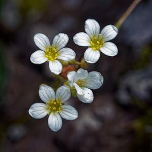 Saxifraga caesia (Saxifragaceae)  - Saxifrage glauque, Saxifrage bleue, Saxifrage bleuâtre Brescia [Italie] 27/06/2019 - 590m