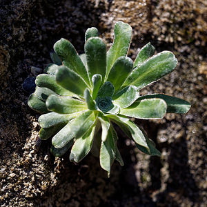 Saxifraga hostii (Saxifragaceae)  - Saxifrage de Host Brescia [Italie] 27/06/2019 - 960m