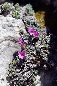 Saxifraga oppositifolia (Saxifragaceae)  - Saxifrage à feuilles opposées, Saxifrage glanduleuse - Purple Saxifrage Provincia di Trento [Italie] 29/06/2019 - 2910m