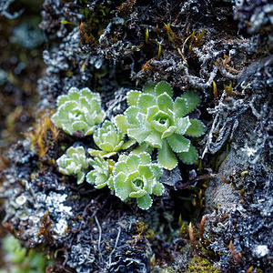 Saxifraga paniculata (Saxifragaceae)  - Saxifrage paniculée, Saxifrage aizoon - Livelong Saxifrage Haut-Adige [Italie] 28/06/2019 - 1750m