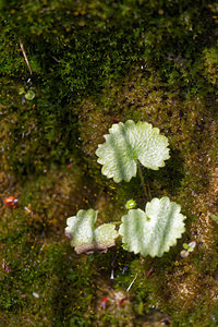 Saxifraga rotundifolia (Saxifragaceae)  - Saxifrage à feuilles rondes - Round-leaved Saxifrage Brescia [Italie] 27/06/2019 - 960m