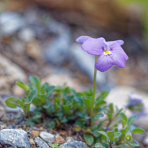 Viola cenisia (Violaceae)  - Violette du mont Cenis Hautes-Alpes [France] 25/06/2019 - 2200m