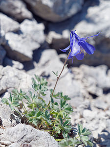 Aquilegia hirsutissima (Ranunculaceae)  - Ancolie très poilue, Ancolie très hirsute, Ancolie très hérissée Comitat de Lika-Senj [Croatie] 11/07/2019 - 1480m