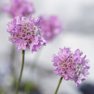 Armeria alpina (Plumbaginaceae)  - Armérie des Alpes, Arméria des Alpes Haute-Savoie [France] 20/07/2019 - 2460m