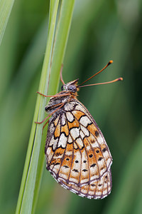 Brenthis hecate (Nymphalidae)  - Nacré de la Filipendule, Agavé Comitat de Lika-Senj [Croatie] 12/07/2019 - 720m