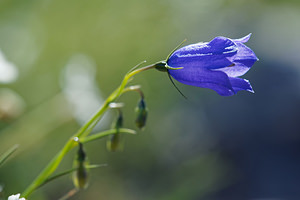 Campanula velebitica (Campanulaceae)  - Campanule du Velebit - Velebit Bellflower Comitat de Lika-Senj [Croatie] 11/07/2019 - 1480m