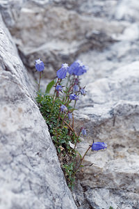 Campanula zoysii (Campanulaceae)  - Campanule de Zois  [Slovenie] 05/07/2019 - 1790m