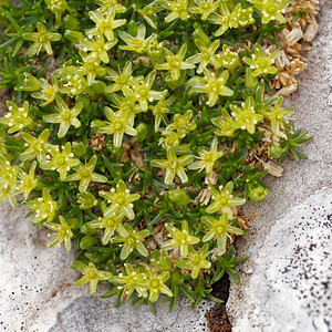 Cherleria sedoides (Caryophyllaceae)  - Minuartie faux orpin,  Alsine naine - Cyphel  [Slovenie] 05/07/2019 - 1970m