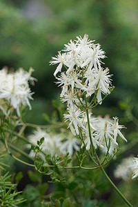 Clematis flammula (Ranunculaceae)  - Clématite flammette, Clématite brûlante, Clématite flamme, Clématite odorante - Virgin's-bower Comitat de Primorje-Gorski Kotar [Croatie] 09/07/2019 - 240m