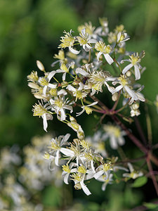 Clematis recta (Ranunculaceae)  - Clématite droite, Clématite dressée Udine [Italie] 03/07/2019 - 1340m