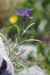 Cyanus triumfetti (Asteraceae)  - Bleuet de Trionfetti, Centaurée de Trionfetti Comitat de Lika-Senj [Croatie] 11/07/2019 - 1480m