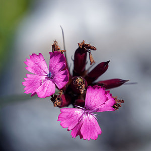 Dianthus carthusianorum (Caryophyllaceae)  - oeillet des Chartreux - Carthusian Pink Comitat de Lika-Senj [Croatie] 11/07/2019 - 1480m