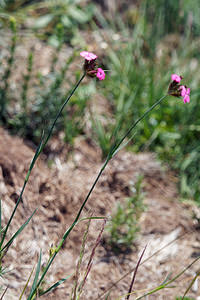 Dianthus carthusianorum (Caryophyllaceae)  - oeillet des Chartreux - Carthusian Pink Comitat de Lika-Senj [Croatie] 11/07/2019 - 1480m