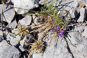 Edraianthus tenuifolius Grassy bells