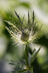 Eryngium alpinum (Apiaceae)  - Panicaut des Alpes, Chardon des Alpes Comitat de Lika-Senj [Croatie] 11/07/2019 - 1490m