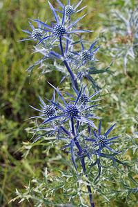 Eryngium amethystinum (Apiaceae)  - Panicaut améthyste Comitat de Lika-Senj [Croatie] 11/07/2019 - 470m