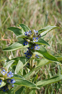 Gentiana cruciata (Gentianaceae)  - Gentiane croisette, Gentiane en croix - Cross Gentian Comitat de Lika-Senj [Croatie] 11/07/2019 - 850m