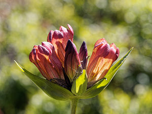 Gentiana purpurea (Gentianaceae)  - Gentiane pourpre  [France] 23/07/2019 - 1950m