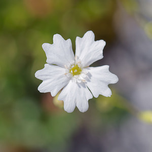 Heliosperma pusillum (Caryophyllaceae)  - Silène fluet, Héliosperme fluette, Silène miniature - Alpine Catchfly  [Slovenie] 05/07/2019 - 1770m