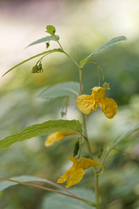 Impatiens noli-tangere (Balsaminaceae)  - Impatiente ne-me-touchez-pas, Impatiente N'y-touchez-pas, Balsamine des bois - Touch-me-not Balsam Isere [France] 22/07/2019 - 950m