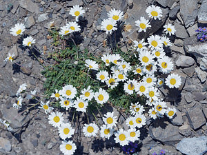 Leucanthemopsis alpina (Asteraceae)  - Marguerite des Alpes, Leucanthémopsis des Alpes, Fausse marguerite des Alpes Haute-Savoie [France] 20/07/2019 - 2390m