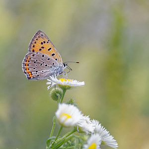 Lycaena alciphron (Lycaenidae)  - Cuivré mauvin, Cuivré flamboyant, Argus pourpre - Purple-shot Copper Pordenone [Italie] 02/07/2019 - 320m