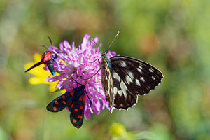 Melanargia galathea (Nymphalidae)  - Demi-Deuil, Échiquier, Échiquier commun, Arge galathée Udine [Italie] 03/07/2019 - 1150mforme sombre 