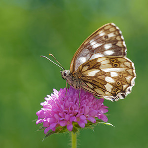 Melanargia galathea (Nymphalidae)  - Demi-Deuil, Échiquier, Échiquier commun, Arge galathée Udine [Italie] 03/07/2019 - 1150mforme sombre 