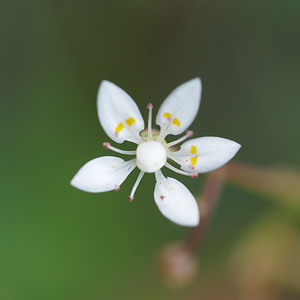 Micranthes stellaris (Saxifragaceae)  - Micranthe étoilé, Saxifrage étoilée - Starry Saxifrage Bezirk Lienz [Autriche] 17/07/2019 - 2050m